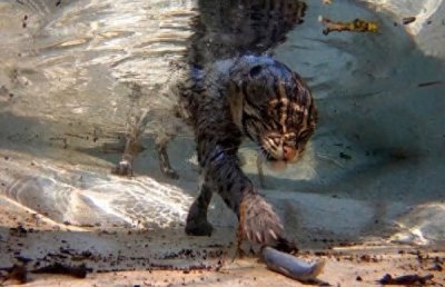 ​钓鱼猫：能潜到水下狩猎的猫，体型比家猫大2倍！猫中“平头哥”