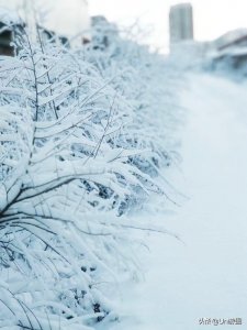 ​今日大雪 | 你那里下雪了吗？赏一组雪景照片