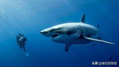 ​吃人？那只是我们鲨家族个别特例——关于鲨鱼的小知识