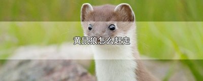 ​黄鼠狼怎么赶走