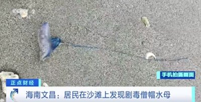 ​剧毒僧帽水母现身海南文昌沙滩！工作人员提醒：尽量不要赤脚下水