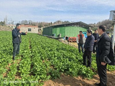 ​商南县试马镇：“田间地头”开设课堂 力促粮油单产提升