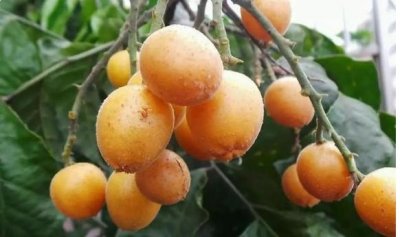 ​南方特有的4种水果，全吃过的肯定是南方人！你吃过哪些？