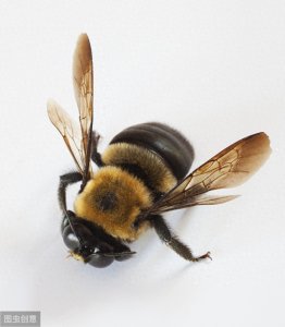 ​雄蜂有什么特点？
