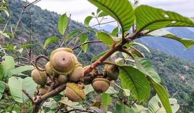 ​人有风流之人，在植物界的益肾子，被民间誉为风流果