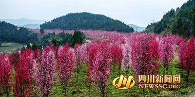 ​德阳中江千亩桃花盛开 “桃花谷”染红青山