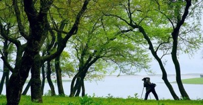 ​金滩古林：人间仙境绿意稠 林笼薄纱江南韵