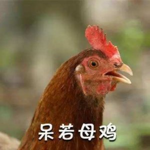 ​安静如鸡是什么意思 安静如鸡最早出处是哪里