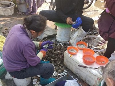 ​都是牡蛎，海蛎子和生蚝有何区别？弄懂再买不吃亏