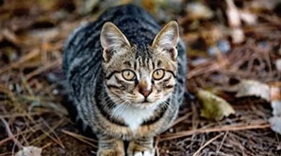 ​中华狸花猫被美国CFA除名是好事？我们确实不稀罕！