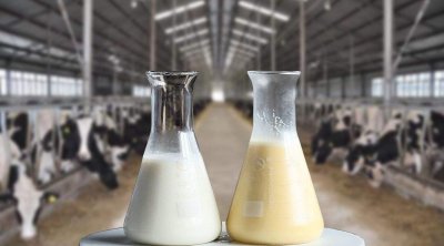​奶牛为什么可以不停产奶？奶牛真的是靠打激素来产奶的吗？