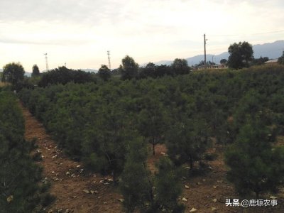 ​农民跟风种植白皮松，其实就是一个“坑”，如今是什么情况？