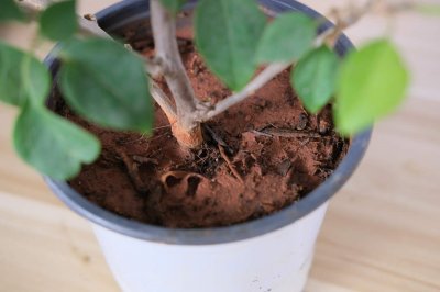​三角梅哪个品种最好看又勤花