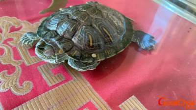 ​乌龟白眼病怎么治最快最好的方法 乌龟白眼病怎么治最快最有效