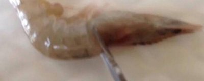 ​基围虾如何开背 怎么开基围虾虾线