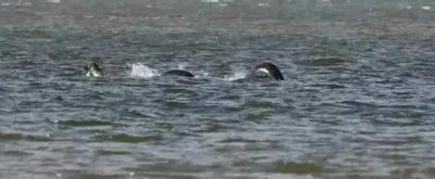 ​尼斯湖水怪再度现身？拍到高清照片：它的真身是什么？真的存在吗