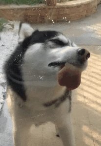 ​哈士奇吃什么狗粮好？不会选的，看过来！