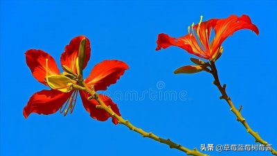 ​香港区花为什么是紫荆花？