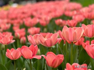 ​杭州西子湖畔的太子湾公园