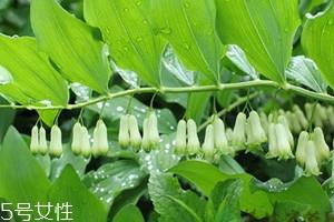 黄精什么时候种植 种植时间 黄精什么时候种植 种植时间