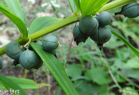 黄精什么时候种植 种植时间 黄精什么时候种植 种植时间
