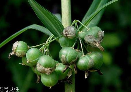 黄精什么时候种植 种植时间 黄精什么时候种植 种植时间