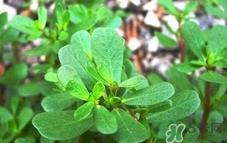 马蜂菜的营养价值_马蜂菜的功效与作用及食用方法 马蜂菜的营养价值_马蜂菜的功效与作用及食用方法