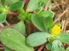马蜂菜的营养价值_马蜂菜的功效与作用及食用方法 马蜂菜的营养价值_马蜂菜的功效与作用及食用方法