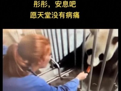​大熊猫“彤彤”一个很多人都熟悉的名字