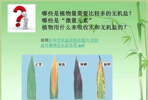 无机盐的生理功能有哪些高中生物