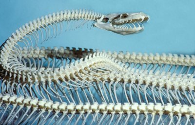 ​「主角」简述经典外国神话科幻类电影《怪蛇-许德拉》