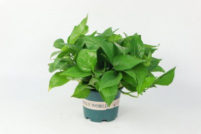 ​绿萝长长了怎么打理