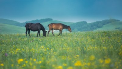 ​马肉的营养价值及功效