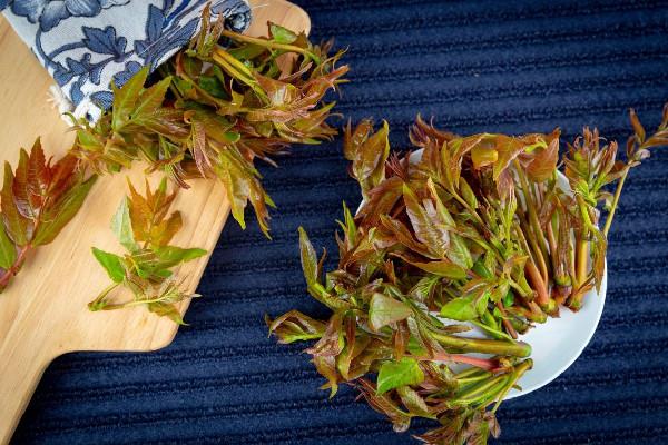 香椿有苦味正常吗 香椿为什有股怪味 香椿有苦味正常吗 香椿为什有股怪味