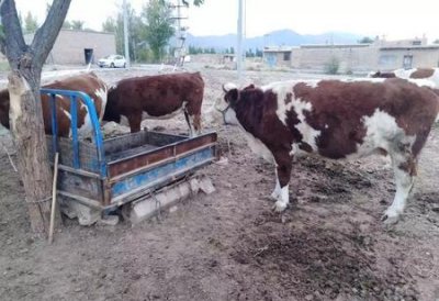 ​养繁殖母牛好还是育肥牛好