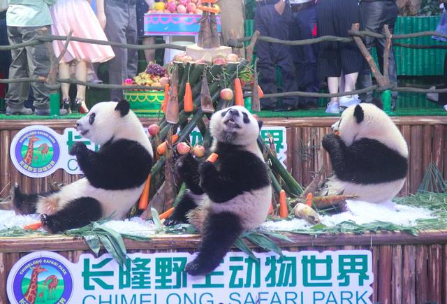 爸爸去哪儿第五季第四期小萌娃 爸爸去哪儿2熊猫三胞胎童话次元大冒险超萌首播(6)