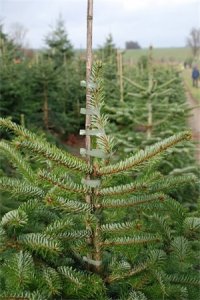 ​专业植树也会死苗？正确的5个栽树方法，成活率超过99%