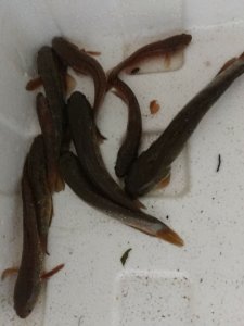 ​野采的七星鱼如何处理