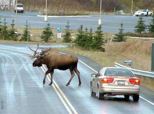 麋鹿测试是什么意思 麋鹿测试多少公里是合格的？-