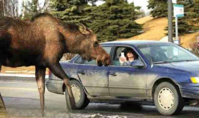 ​麋鹿测试是什么意思 麋鹿测试多少公里是合格的？