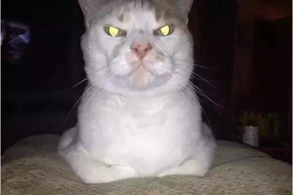猫咪大半夜“谋杀”主人，咬鼻子把牙齿都崩坏了，各位铲屎官当心