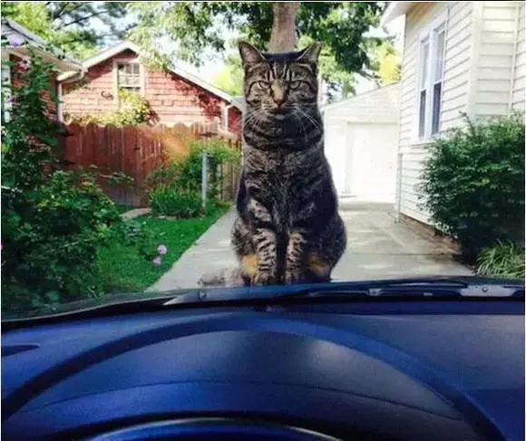 猫咪大半夜“谋杀”主人，咬鼻子把牙齿都崩坏了，各位铲屎官当心