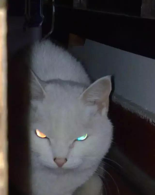 猫咪大半夜“谋杀”主人，咬鼻子把牙齿都崩坏了，各位铲屎官当心