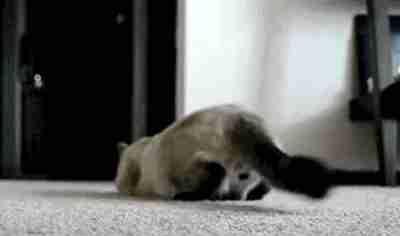 猫咪大半夜“谋杀”主人，咬鼻子把牙齿都崩坏了，各位铲屎官当心