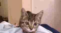 猫咪大半夜“谋杀”主人，咬鼻子把牙齿都崩坏了，各位铲屎官当心