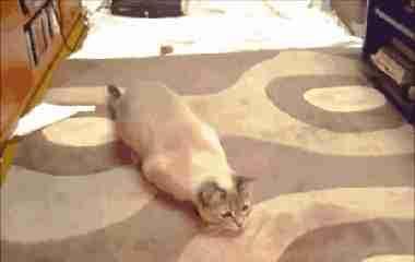 猫咪大半夜“谋杀”主人，咬鼻子把牙齿都崩坏了，各位铲屎官当心