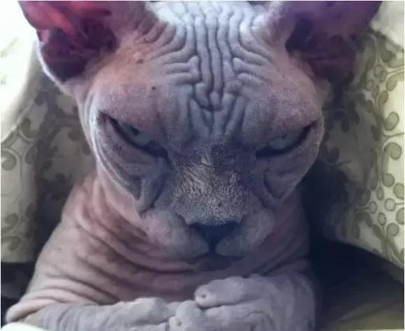 猫咪大半夜“谋杀”主人，咬鼻子把牙齿都崩坏了，各位铲屎官当心