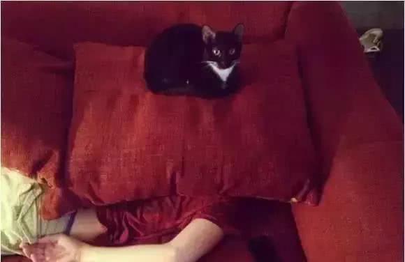 猫咪大半夜“谋杀”主人，咬鼻子把牙齿都崩坏了，各位铲屎官当心