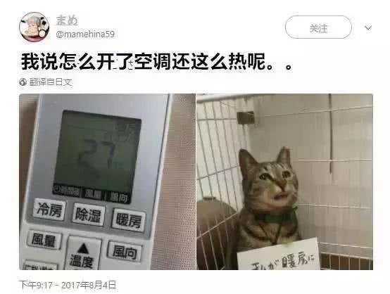 猫咪大半夜“谋杀”主人，咬鼻子把牙齿都崩坏了，各位铲屎官当心