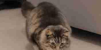 猫咪大半夜“谋杀”主人，咬鼻子把牙齿都崩坏了，各位铲屎官当心